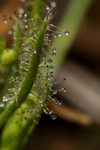 Drosera indica observed 2026-10-21