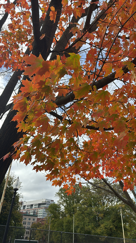 A photograph from Oct 21, 2026 near Boston Public Garden, where the observer’s point is approximate.