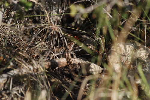 Chihuahuan Spotted Whiptail