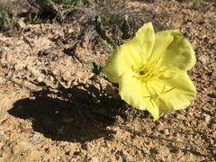 Oenothera howardii
