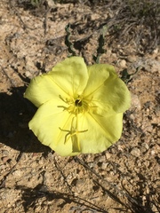 Oenothera howardii