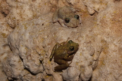 Craugastor yucatanensis