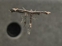 Amblyptilia pica