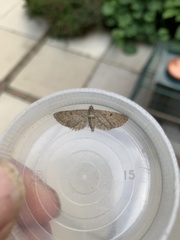 Eupithecia abbreviata