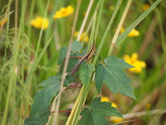 Mermiria intertexta