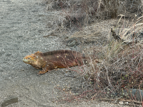 Conolophus subcristatus, 2026-10-20