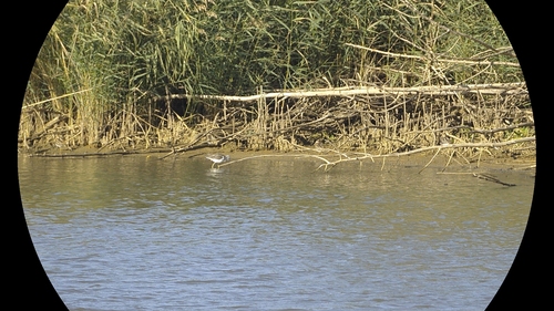iNaturalist image