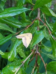 Neoterpes edwardsata