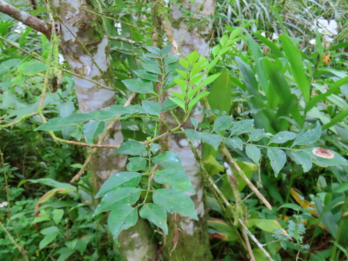 Fraxinus griffithii observed 2026-10-15
