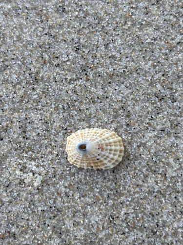 Diodora listeri observed 2026-10-21