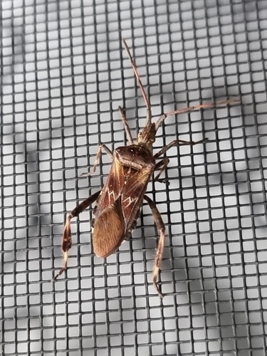 Western Conifer Seed Bug