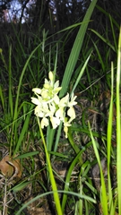 Orchis provincialis