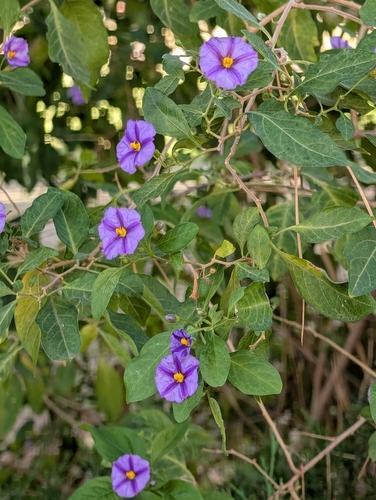 Lycianthes observed 2026-10-21