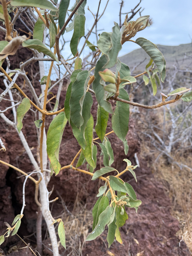 Croton scouleri observed 2026-10-21