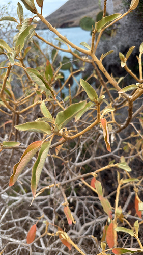 Croton scouleri observed 2026-10-21