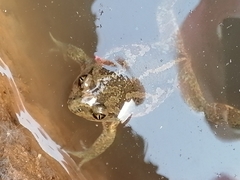 Pelobates vespertinus