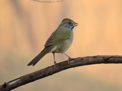 Pipilo chlorurus, 2026-10-19