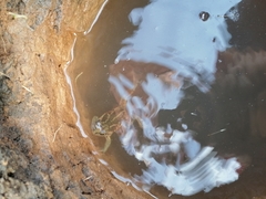 Pelobates vespertinus