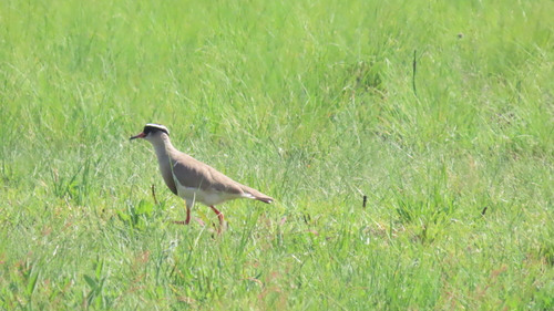 iNaturalist image
