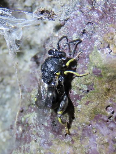 Brachymeria, 2026-10-15