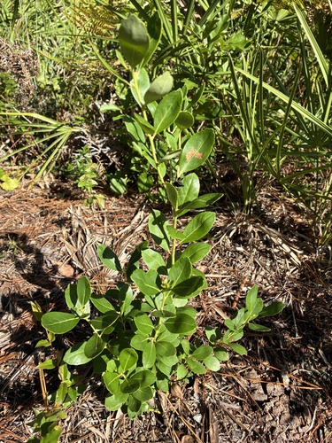 Ilex glabra, 2026-10-21