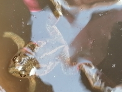 Pelobates vespertinus