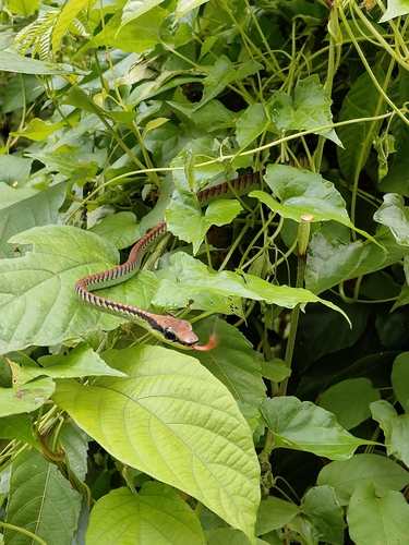 Dendrelaphis formosus observed 2026-10-21