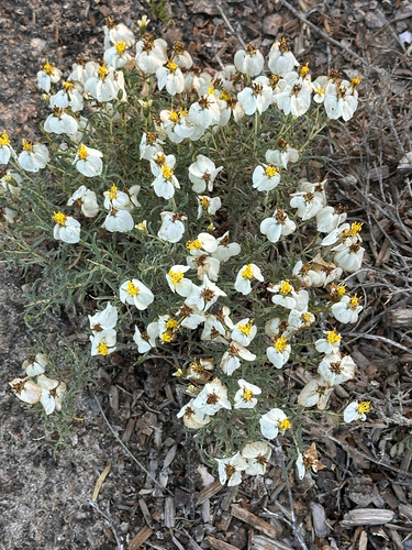 desert zinnia
