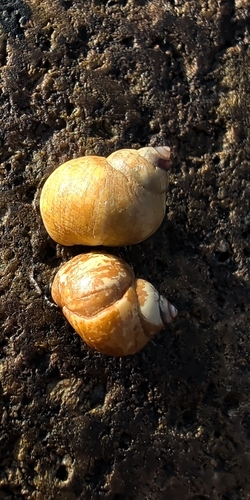 Littorina saxatilis, 2026-10-20