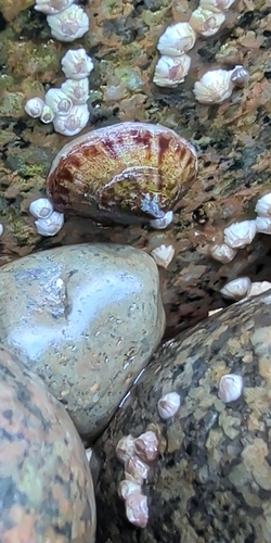 Acmaea testudinalis observed 2026-10-19