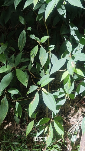 Blastus cochinchinensis observed 2026-10-17