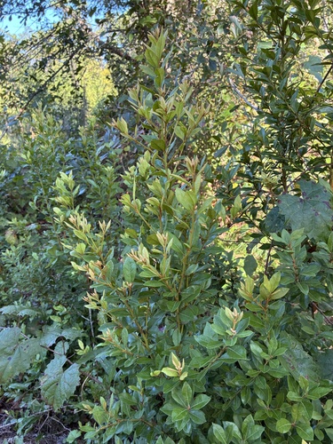 Lyonia ferruginea, 2026-10-21