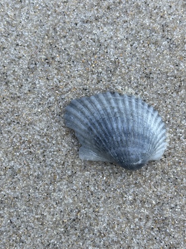 Anadara notabilis observed 2026-10-21