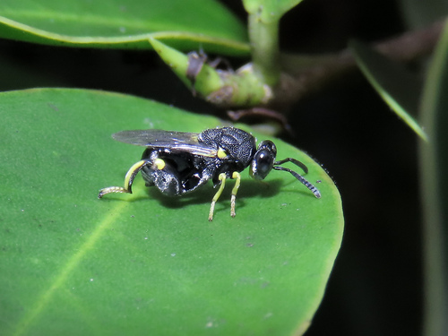 Brachymeria, 2026-10-15
