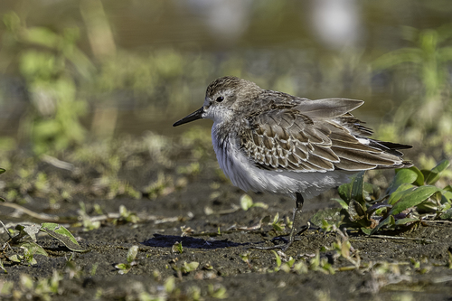 Calidris pusilla, 2026-10-20