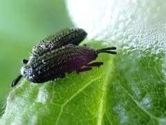 Microrhopala excavata