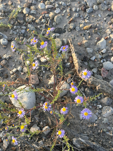 Tahoka daisy