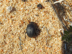 Erodius goryi