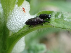Microrhopala excavata