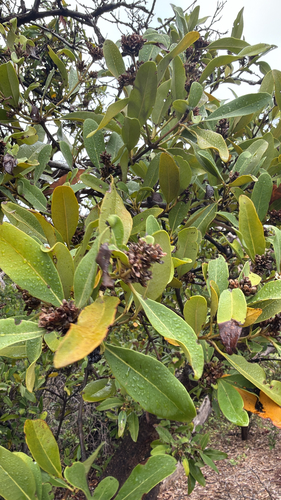 Avicennia germinans observed 2026-10-21