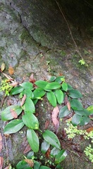 Rhaphidophora hongkongensis