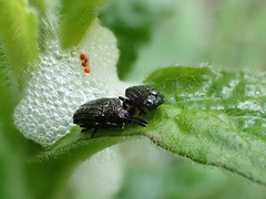 Microrhopala excavata