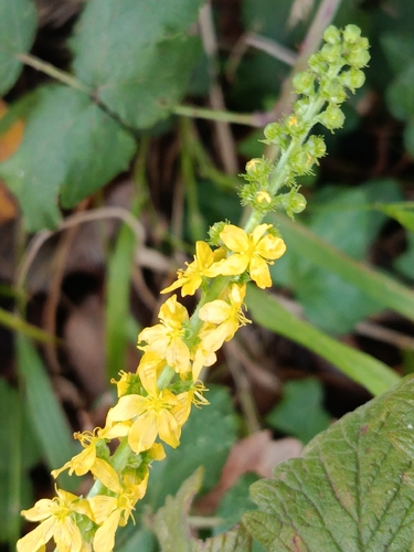 common agrimony