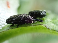 Microrhopala excavata