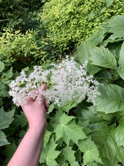 Rodgersia
