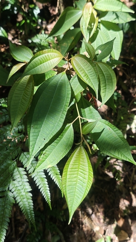 Blastus cochinchinensis observed 2026-10-17