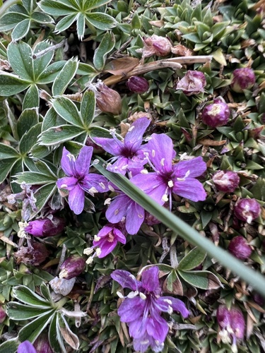 Silene acaulis observed 2026-10-20
