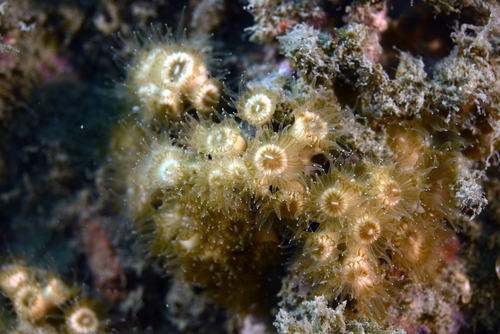 Cushion Coral