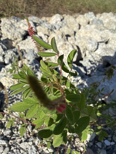 Indigofera hirsuta observed 2026-10-21
