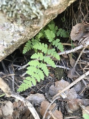 Cystopteris reevesiana